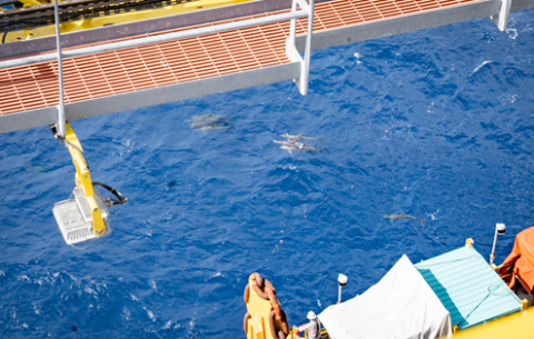 A pod of dolphins swims in the pristine waters beneath the platform — highlighting the fact that no country produces oil and gas as cleanly as the United States.